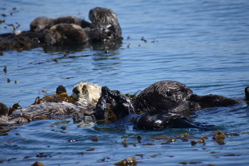 Sea Otters In Morro Bay California