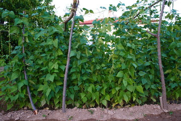 green beans