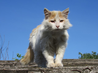 White-red village street cat walking on the roof of the greenhouse.
