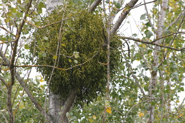 Vogelnest im Baum