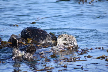 Sea Otters In Morro Bay California