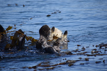 Sea Otters In Morro Bay California