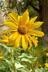 Топинамбур