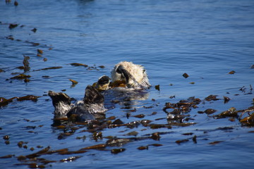 Sea Otters In Morro Bay California