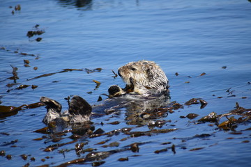 Sea Otters In Morro Bay California