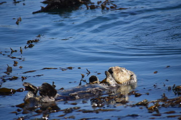 Sea Otters In Morro Bay California