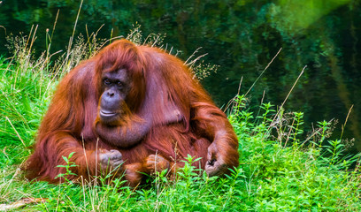 beautiful closeup portrait of a northwest bornean orangutan, critically endangered primate specie from borneo © Charlotte B
