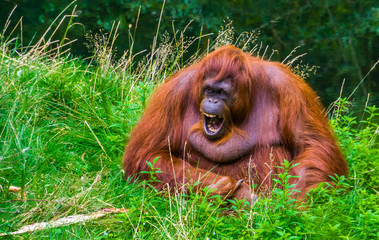 funny closeup portrait of a bornean orangutan making sound and showing its teeth, critically...