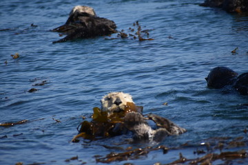Sea Otters In Morro Bay California