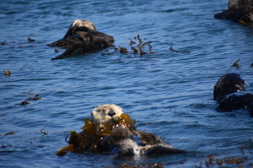 Obraz premium Sea Otters In Morro Bay California