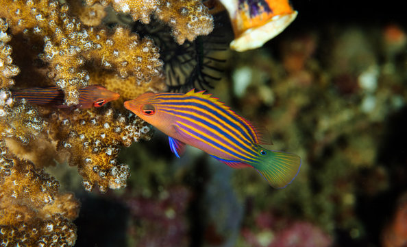 Sixline wrasse, Pseudocheilinus hexataenia, Sulawesi Indonesia.