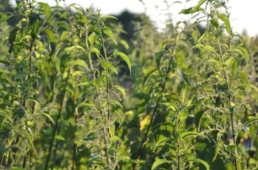 Surrounded by bents stands nettle in the middle of meadow full of warm sunset sunlight. nettle glows at sunset in the sun. plant close