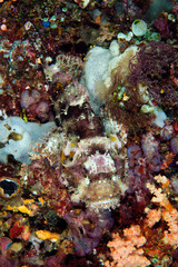 Raggy scorpionfish, Scorpaenopsis venosa, camouflaging in a sponge Sulawesi Indonesia.