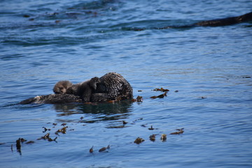 Sea Otters In Morro Bay California