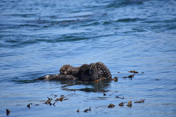 Sea Otters In Morro Bay California