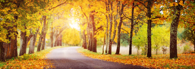 asphalt road with beautiful trees in autumn