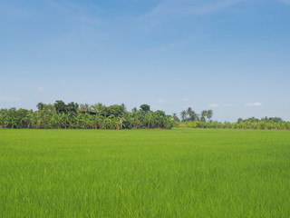 view of green rice paddy fields plantation with banana and coconut trees and blue sky background, Ban Pae village, Ban Pong District, Ratchaburi, west of Thailand.
