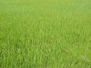 view of green rice plant in paddy fields texture background.