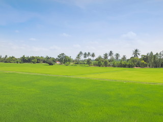 view of green rice paddy fields plantation with banana and coconut trees and blue sky background, Ban Pae village, Ban Pong District, Ratchaburi, west of Thailand.