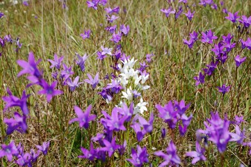 Little violet and white flowers, bells flowers natural in the field