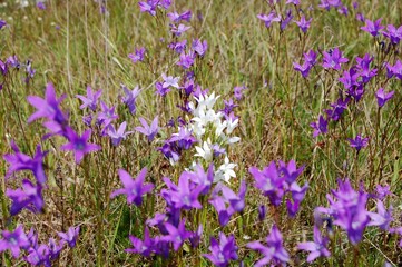 Obraz premium Little violet and white flowers, bells flowers natural in the field