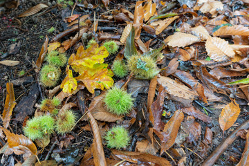 Autumn leaves and horse chestnut seeds