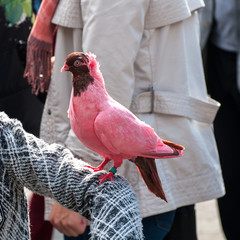 sitting on the girls hand pink dove at a bird show in Ukraine
