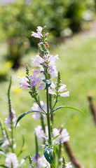 Physostegia virginiana | Physostégie de Virginie à inflorescence rose clair