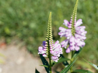 Physostegia virginiana | Physostégie de Virginie à inflorescence rose violacé