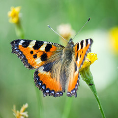 butterfly on flower