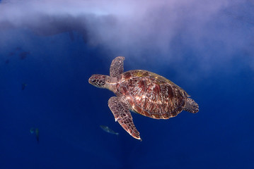 Sea turtle swimming in the blue sea, Similan, Thailand 