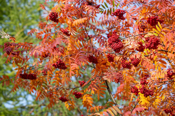 Rowan in autumn on branch