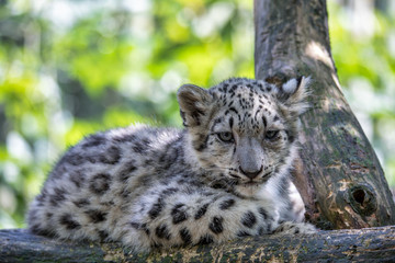 cute playful baby kitten of cat Snow Leopard, Irbis, Uncia Unca, eautiful wild cat