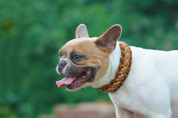 Red pied French Bulldog wearing a handmade beautiful wide orange, yellow and brown woven paracord...