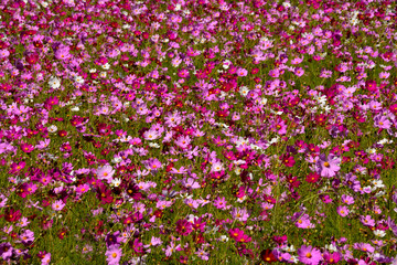 Fototapeta premium 秋桜