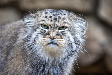 Plakat portrait of beautiful cat, Pallass cat, Otocolobus manul. Wild cat with a broad but fragmented distribution in the grasslands and montane steppes. Central Asia, wildlife