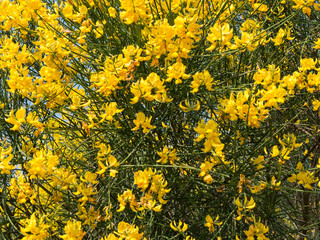 Euryops pectinatus yellow flowers with green leaves