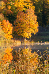 Fototapeta premium Autumn colored woods on the lake