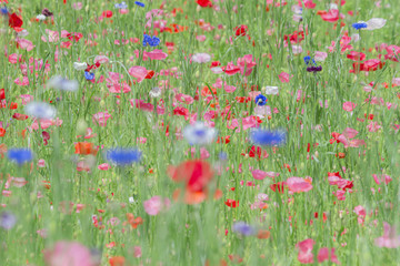 ポピーと矢車菊のお花畑