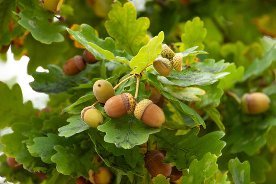 Eicheln an Eiche (lat. Quercus)