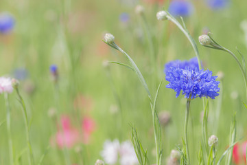 青いヤグルマギク