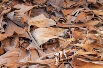 Dry palm leaves. Background, texture.