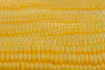 Ripe yellow corn as a texture. Selective focus.