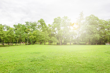 The landscape of the natural garden in the evening is bright.