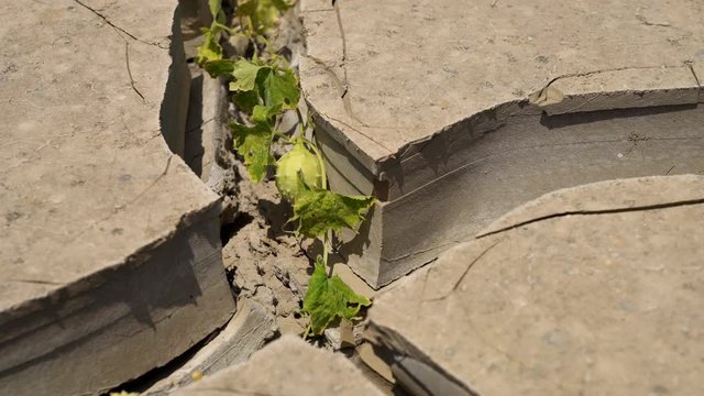 Resistant plant in a dried earth in a desert in Peru, South America