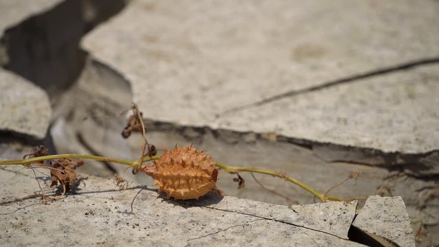 Plant in a dry and cracked soil in a desert in South America. 4K Video footage
