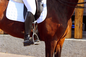 Horseman on a horse, cropped shot. People, mammal, dressage concept.