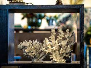 Inerior design coral decoration