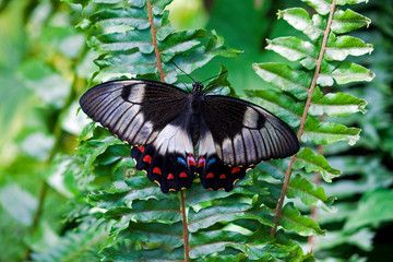 The Australian orchard swallowtail butterfly resting on a fern leaf in a tropical setting.