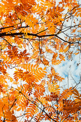Autumn leaves tree branches against the sky. Autumn landscape natural background. Horizontal frame